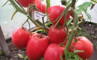 Кенигсберг