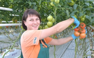 Клад Овощевода