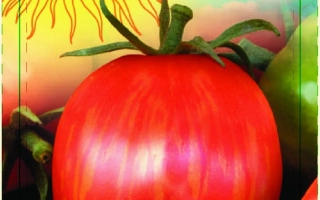 Пакет семян томата Клеопатра с изображением красного помидора и солнцем