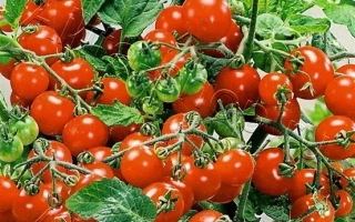 Клюква В Сахаре