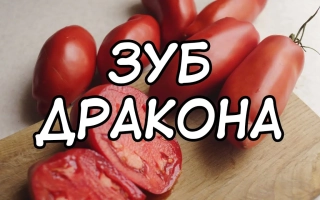 Клык Дракона