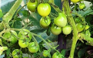 Коктейль Мохито