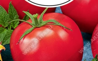 Комплимент