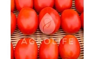 Конкистадор F1