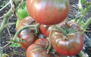 Спелые красные томаты сорта Королевский на кусте