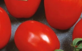 Пакет семян томата КОРРИДА с изображением красных плодов