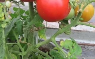 Спелые красные томаты на ветке - КРАЙНИЙ СЕВЕР