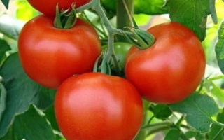 Краса Грядки