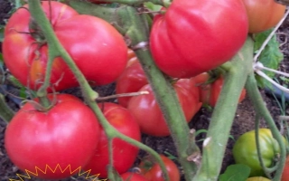 Краса Сибири