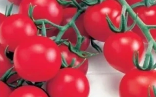 Пакет семян томата Красная Гроздь с изображением красных томатов на ветвях