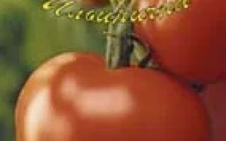 КРАСНАЯ КОМЕТА F1