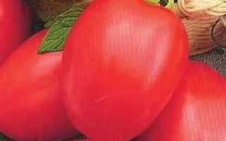 Червона Пресня