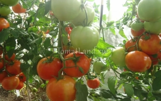 Томаты КРАСНОБАЙ на ветвях в теплице