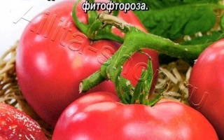 Красное Море