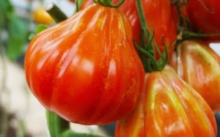 Красные помидоры на ветке - КРАСНЫЕ ДОЛЬКИ