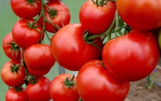 Красный Факел