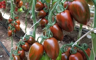 Красный Камуфляж