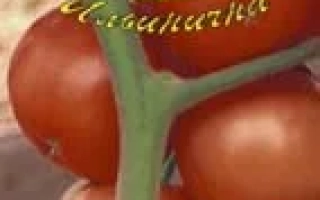 КРАСНЫЙ ЛУЧ F1