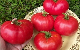 Красный Слон