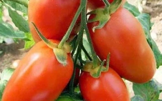 Красунчик (для видкр. и закр. грунту)