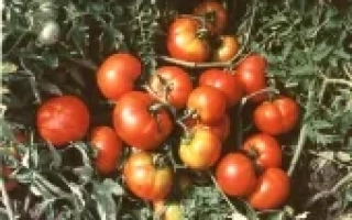 Кременчуцький 