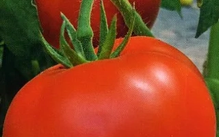 Пакет семян томата Крепыш