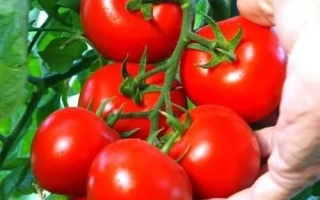 Красные томаты на ветке, рука держит гроздь - КРИСТАЛЛ