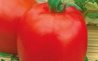 Красный томат сорта Кубанец на фоне зелени