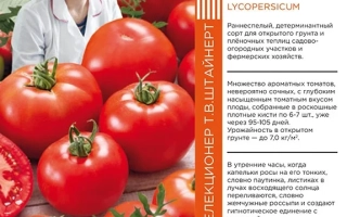 Кудрявый Малыш