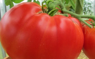 КУМ Томатинка