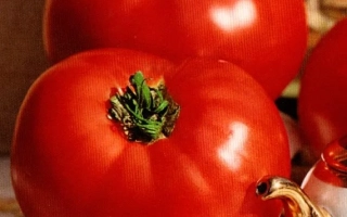 Крупные красные томаты сорта Кумушка на фоне земли и овощей