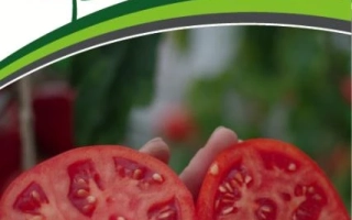 Куртизанка