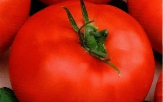 Красные томаты сорта КУЗЯ на зелёных листьях