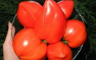 Красные томаты сорта Ладушка в руке на фоне зелени