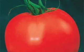 Пакет семян томата ЛАЙФ | LIFE