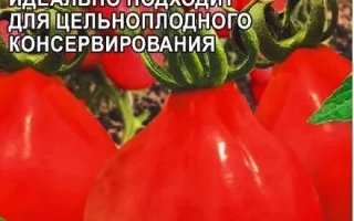 Лампочка Алтайская