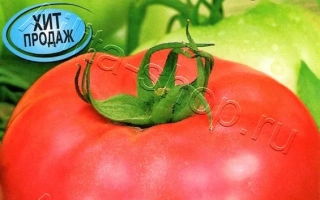 Пакет семян томата Ласковый Миша F1