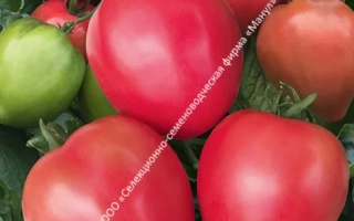 Пакет семян томата ЛЕНДА с изображением красных и зеленых плодов