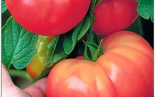 Семена томата Ленинградский гигант на фоне плодов