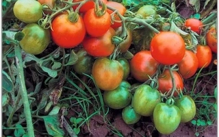 Пакет семян томата ЛЕНИНГРАДСКИЙ ХОЛОДОК