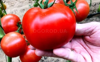 Крупный красный помидор сорта Лия на ветке с другими плодами