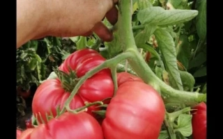 Крупные красные томаты Лили Марлен на кусте