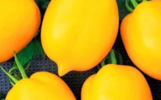 Желтые плоды томата сорта Лимончик на ветвях с листьями