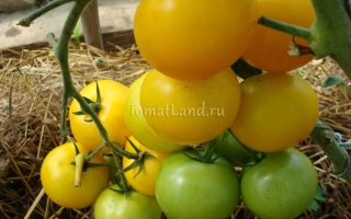 Лимонный Мальчик