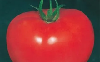 Семена томата сорта ЛОНГФ