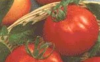 Семена томата F1 ЛУКСОР от Гавриш