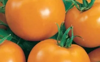 Спелые оранжевые томаты на зелёных листьях - Луна