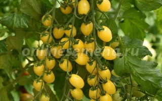 Лунный Фонтан