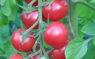 Спелые красные помидоры сорта Маяк на ветке