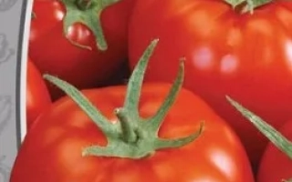 Максимільян